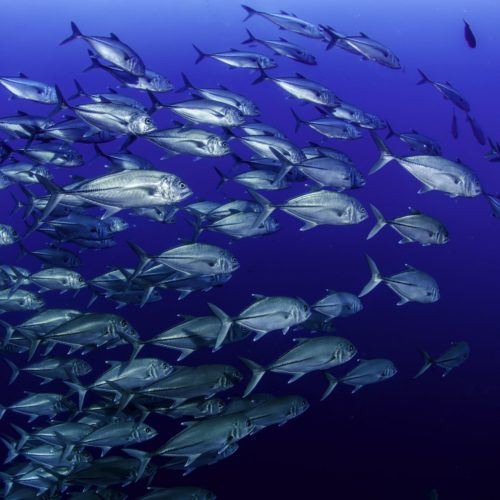 A school of Big Eye Jacks in Galapagos islands.