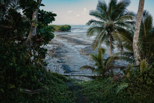 mangrove in Navakavu
