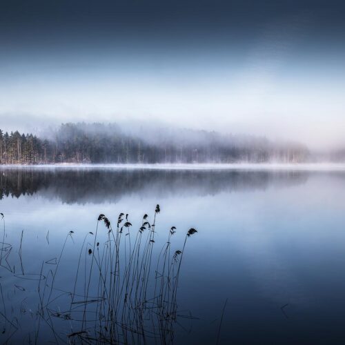 fog and forest surrounding serene lake